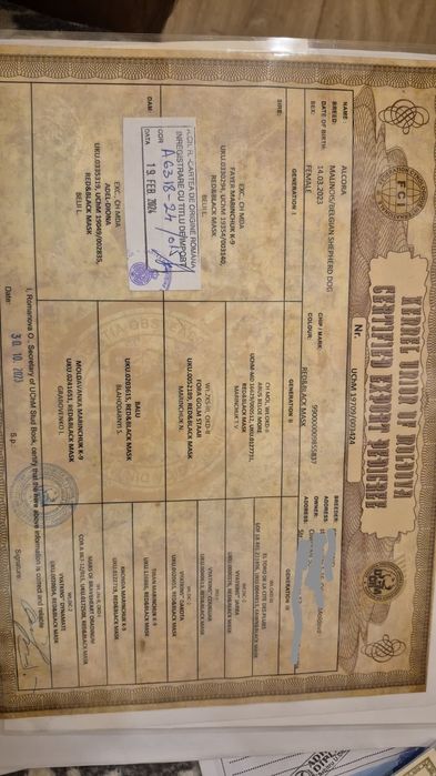 Ciobanesc belgian malinois pedigree