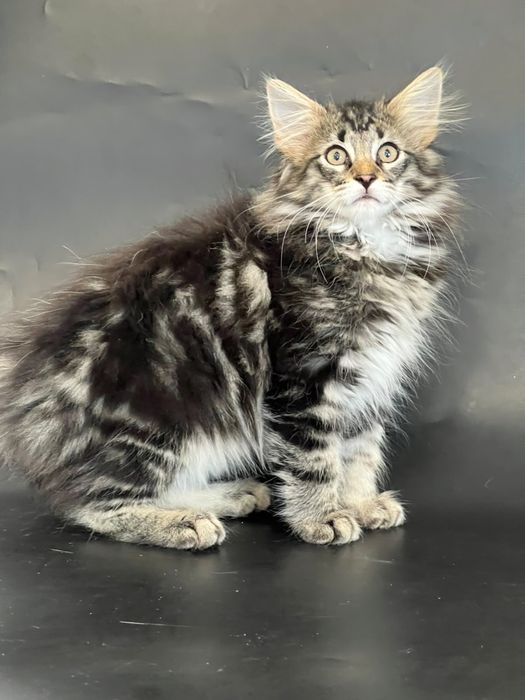 Норвежский лесной котенок, питомник Great Empire