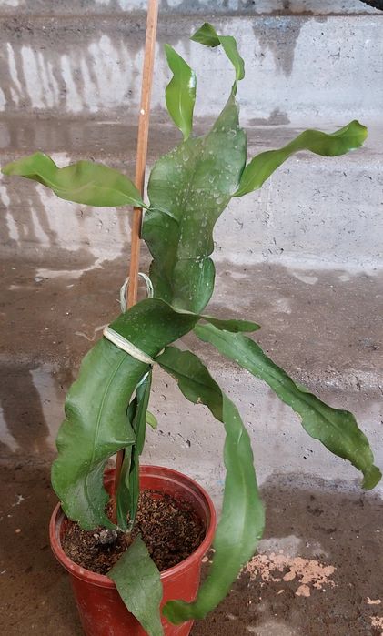 Продается эпифиллум лесной кактус