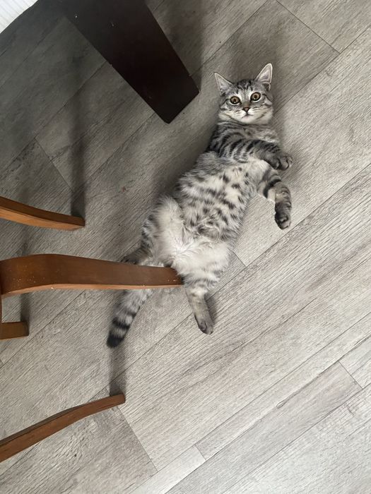 Продаем кота 10-11 месяцев британец