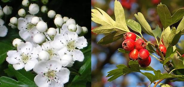 Paducel Paul's Scarlet Cu Flori Rosi