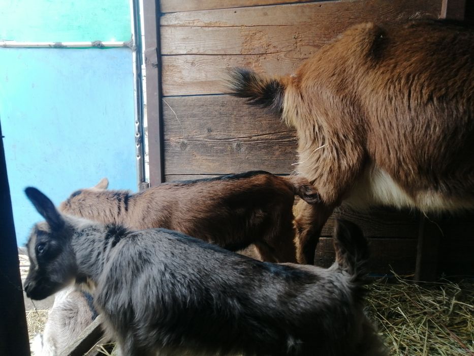 Vând urgent 2 capre cu iez