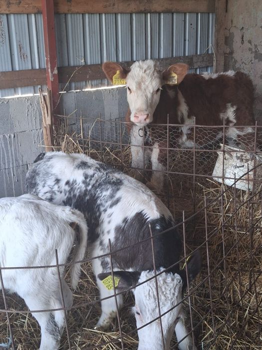 De vânzare trei masculi