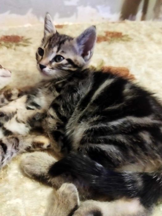 Подарявам котета