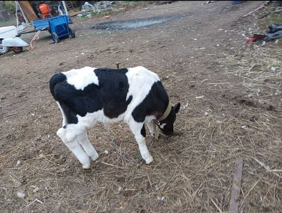 Сиыр безумен корова с теленком