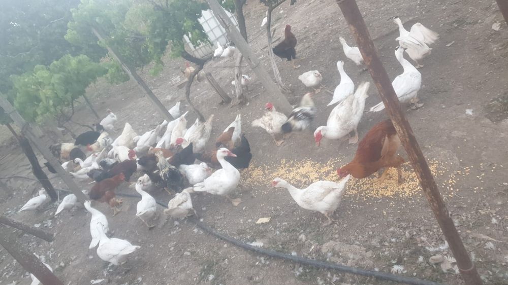 Vând rațe mute de anul acesta