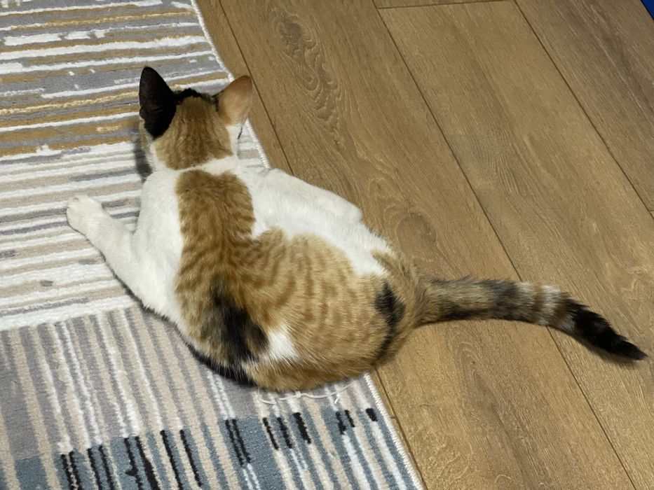 Кошечка подросток  Ищет дом Срочно