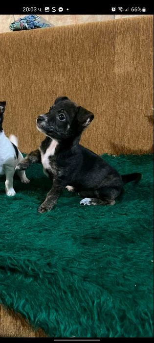 Куче пинчер-чихуахуа