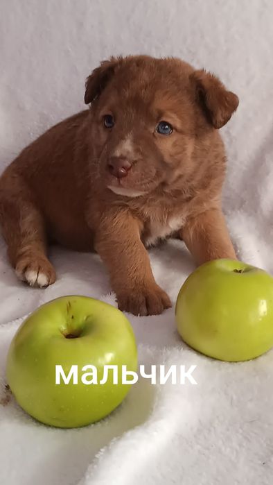 Девочки  щенки ждут хозяина