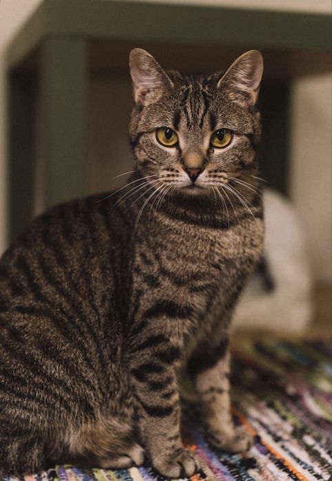 Передержка кошек