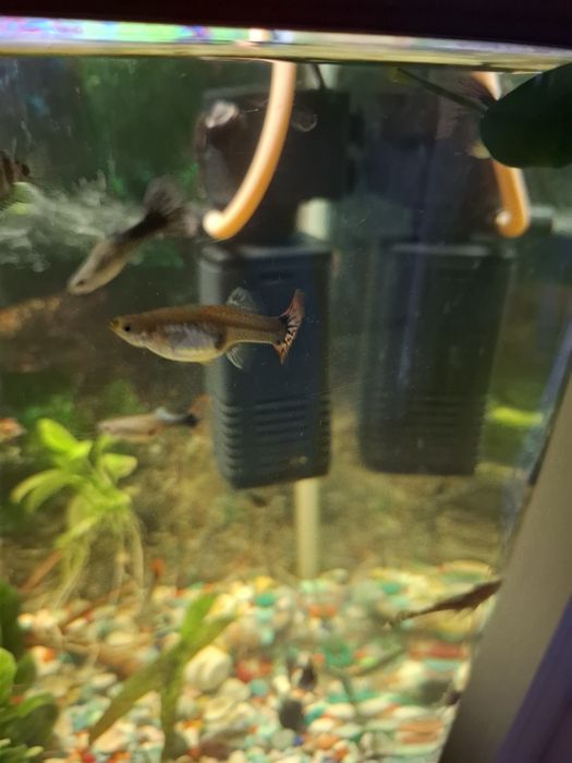 Гуппи обмен на цихлиды