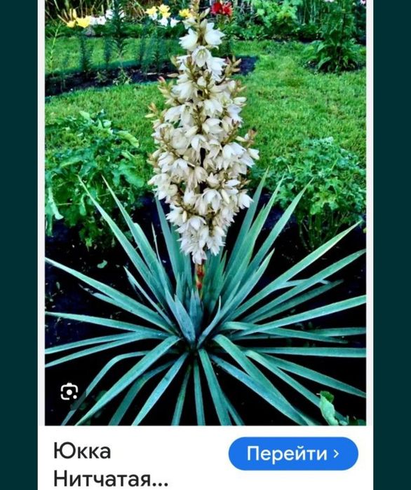 Юкка - декоративное и лекарственное растение