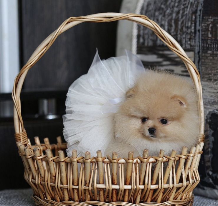 Щпиц померанский с документами рассрочка