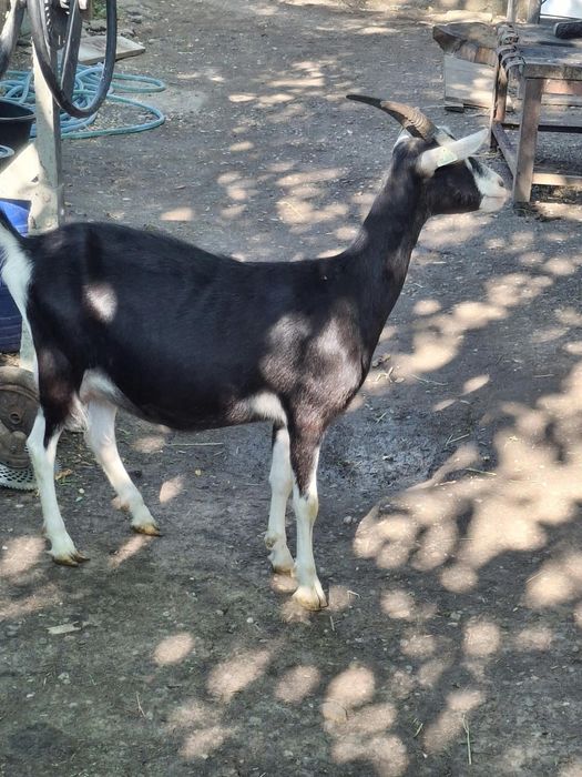 De vânzare caprita tocggenburg