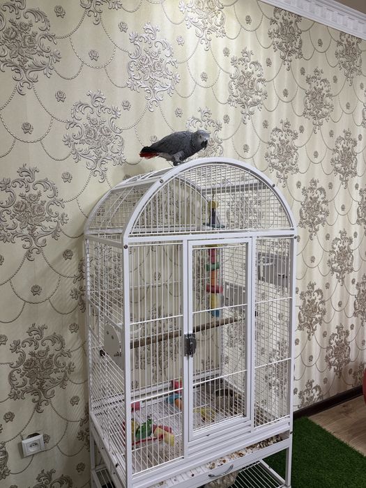 Jako 4 yosh, eshitgan gapni qaytaradi