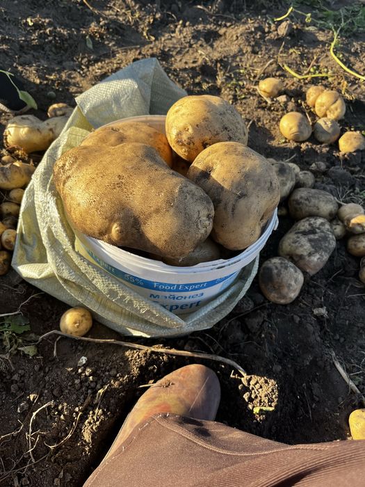 Картофель домашний