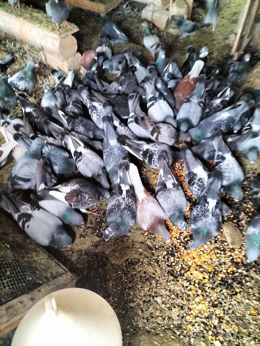 Porumbei caut un copil care dorește și îi plac porumbei