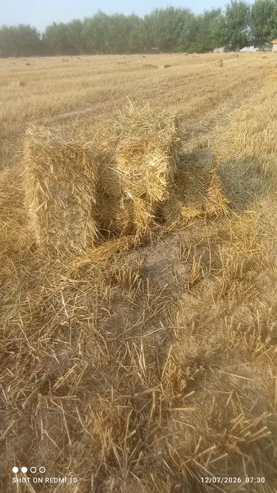 Somon pres bor chorva uchun razmerlari 80+