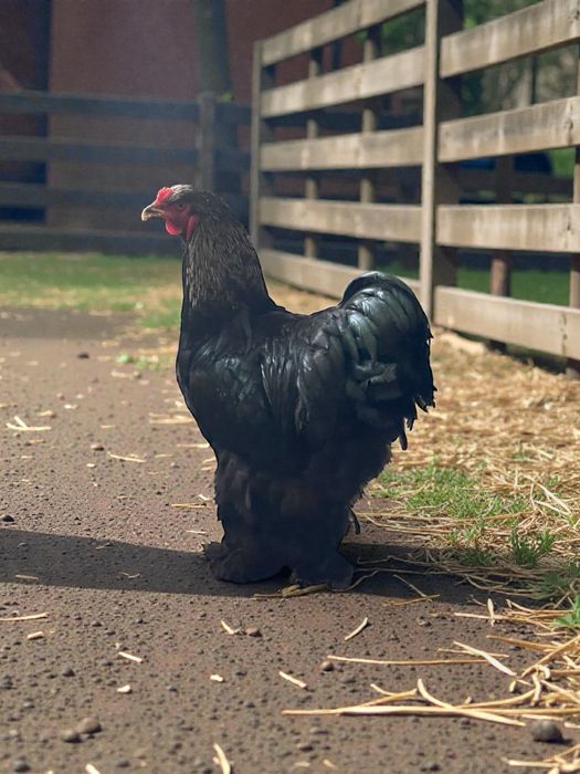 Brahma Potarnichiu (negru)