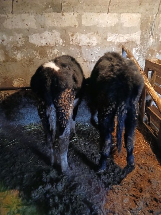 Vitei de vânzare  mai multe detalii la telefon