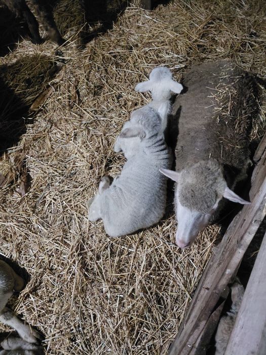 Vand 70 de oi , o parte din ele fatate