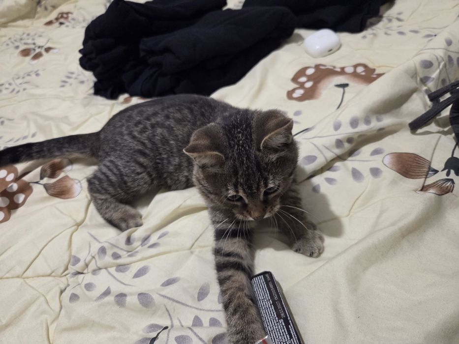 Подарявам женско коте