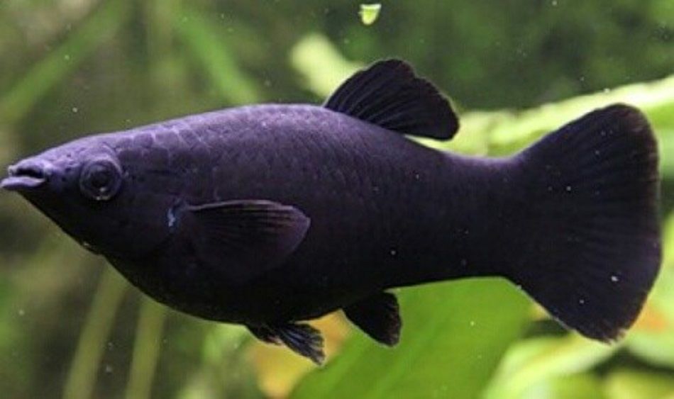 Продам мирных аквариумных рыбок