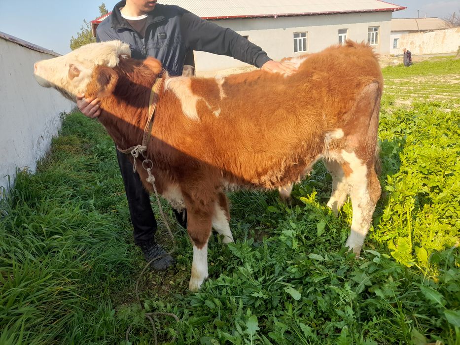 Simmental buqacha Sotiladi 115 + balandligi 8 oylik Toza qonli Naslga