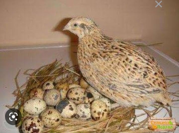 Bedan bor tayor 35 kunlik