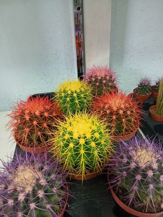 Кактус разные размеры