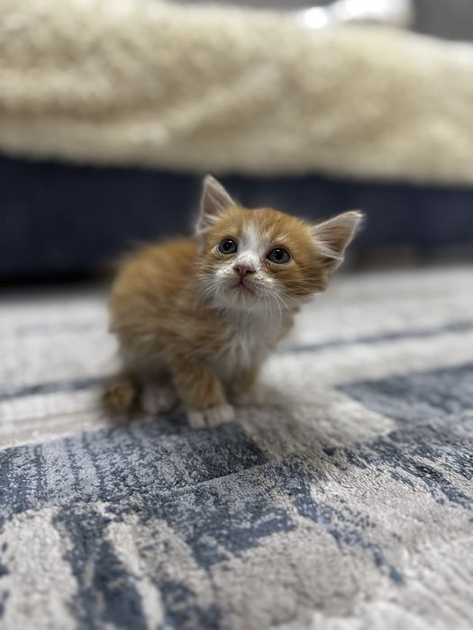 Чудесный котенок ищет семью
