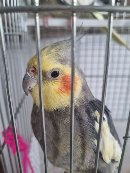 Продам трех попугаев ,парочка короли волнистик