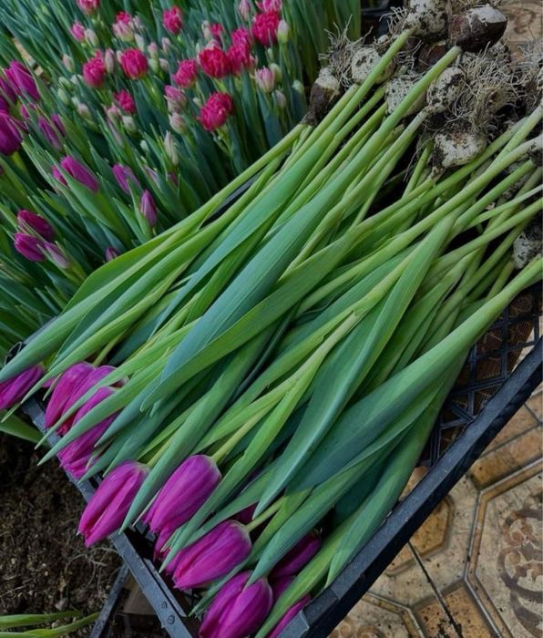 Тульпаны Доставка продам