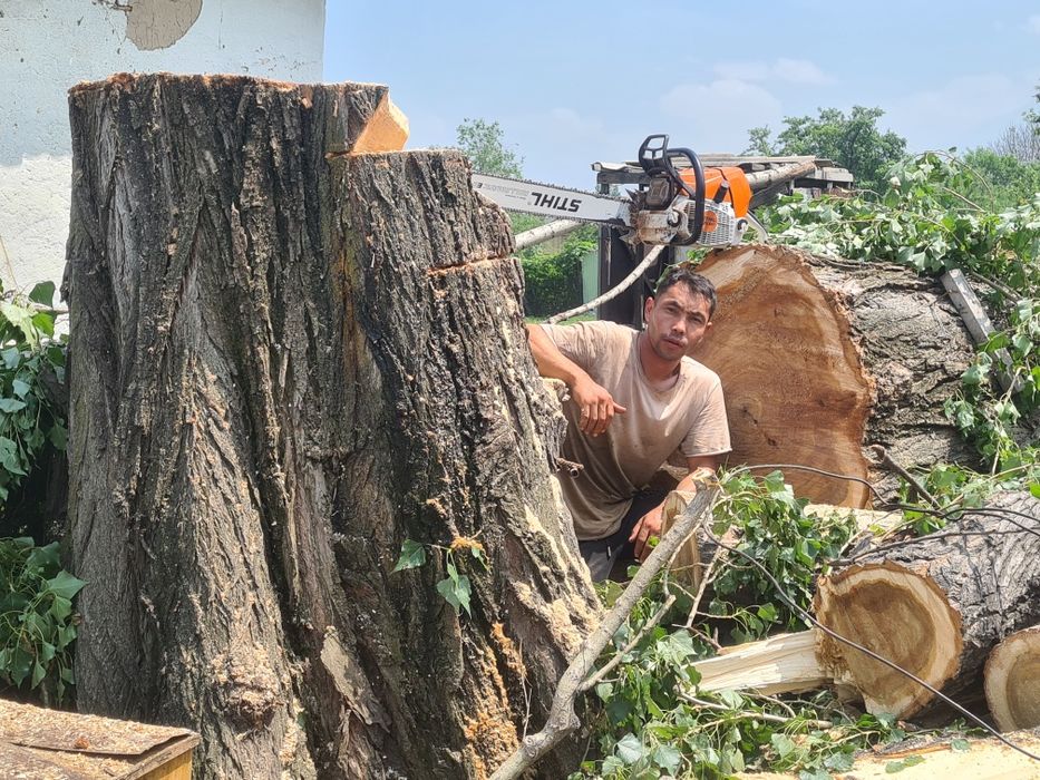 Спил деревьев обрезка плодовых
