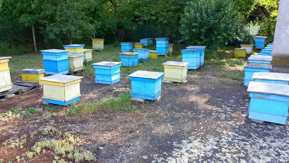 Продавам пчелни отводки