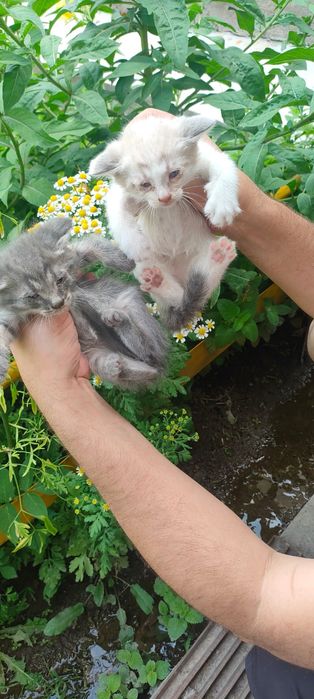 Подарок котята в добрые руки