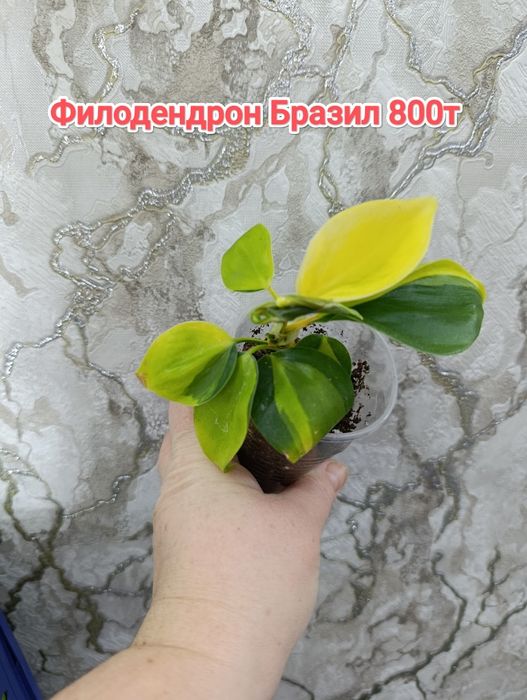 Эпипремнум и филодендрон.кжби