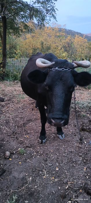 Vacă bună de lapte
