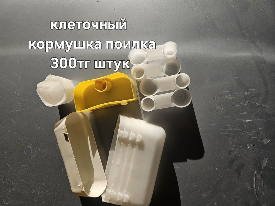 Голуби в удобстве