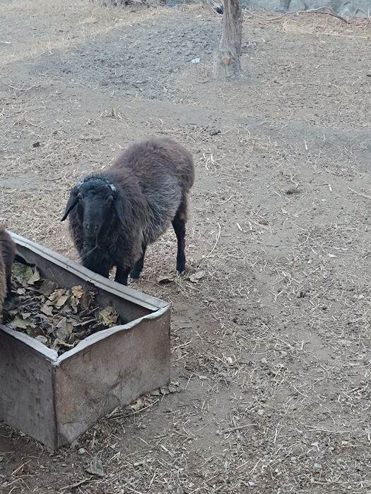 Тагал сотилади продаётся баран