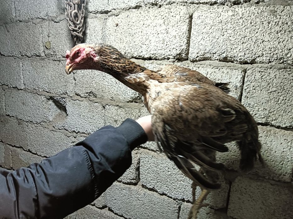 Дакар тауык кораз