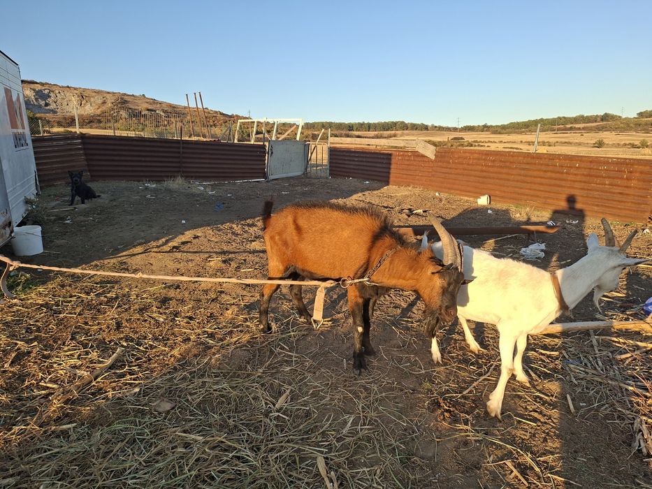 OCAZIE ! Vănd sau schimb un țap original Alpin Francez