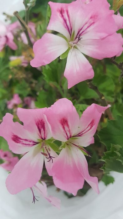 Саженец  королевской пеларгонии