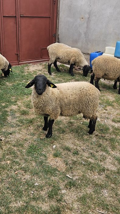 Berbec Suffolk de vanzare