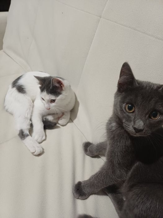 Котята( котики)ищу дом и родителей