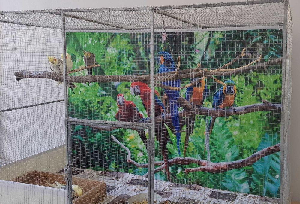 Попугаи "Каролла" с клеткой