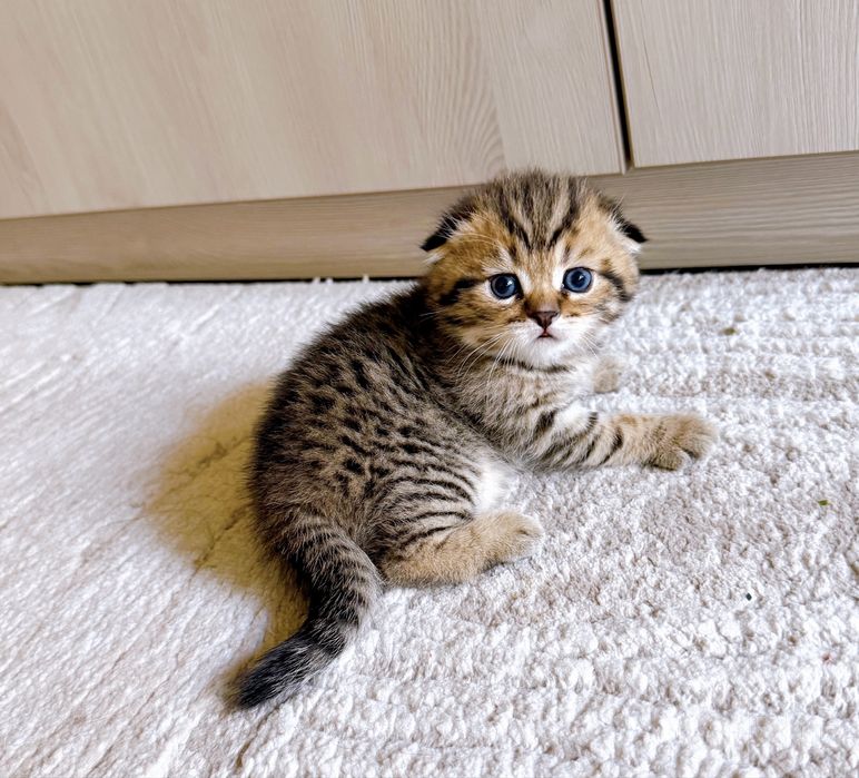 Чистокровные котята