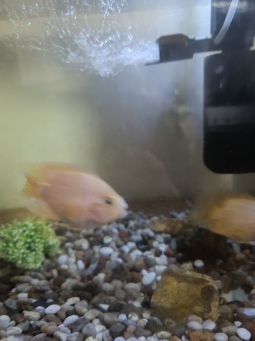 Акварум продаются