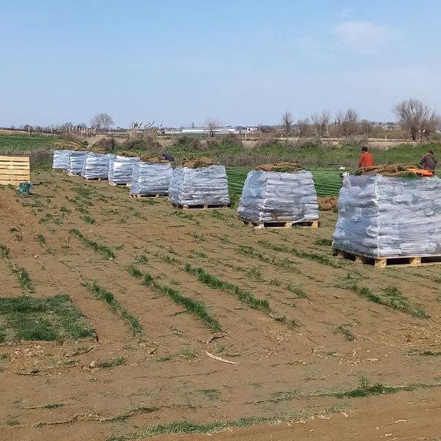Rulonli Gazon  Toshkent