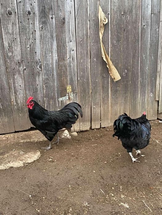 Vând cocos australorp